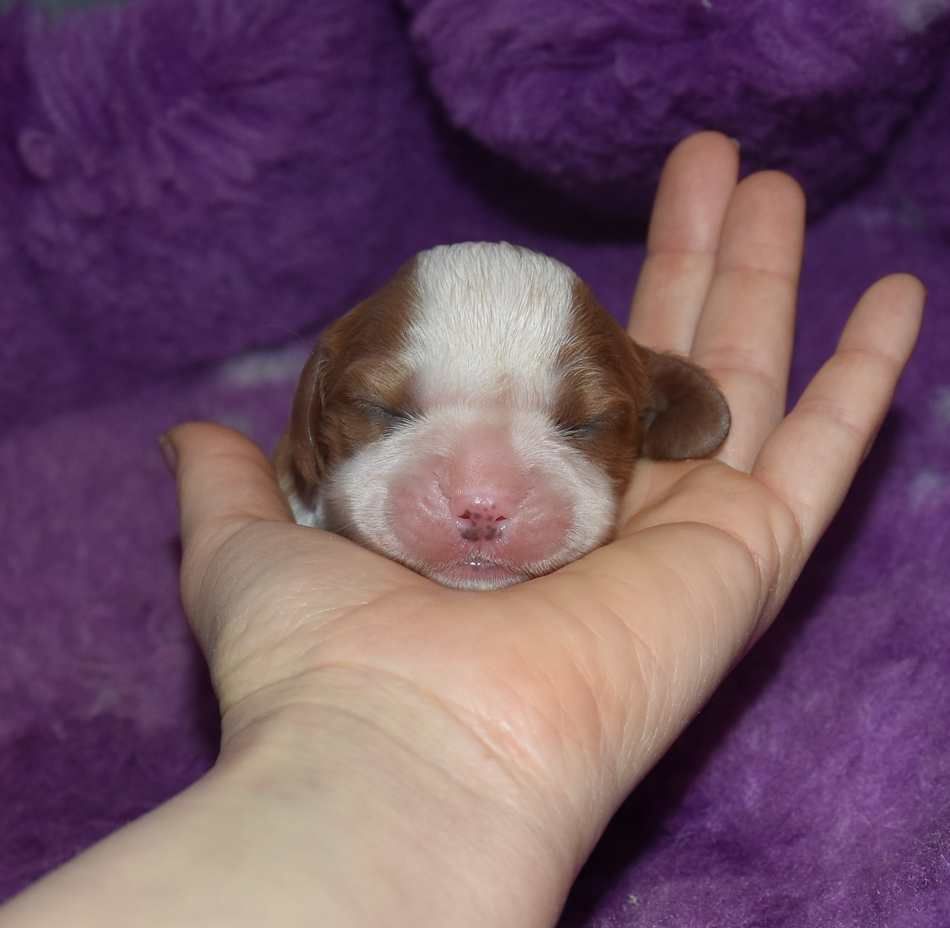 de la maison du ryez - Chiot disponible  - Cavalier King Charles Spaniel