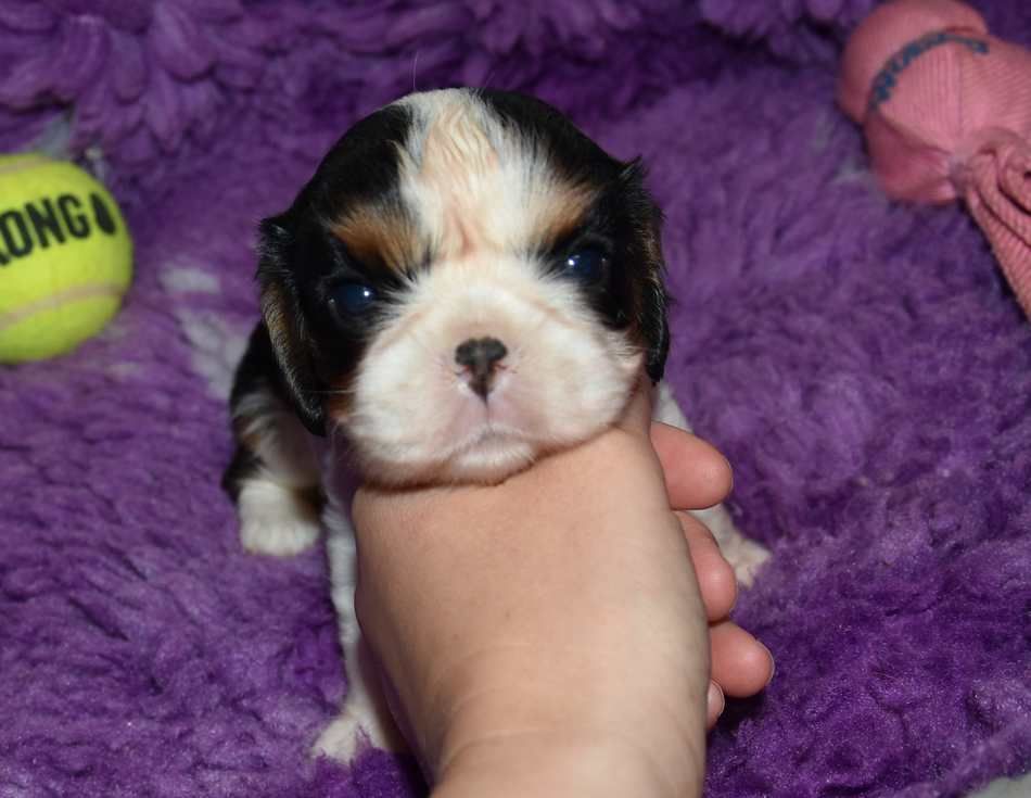 de la maison du ryez - Chiot disponible  - Cavalier King Charles Spaniel