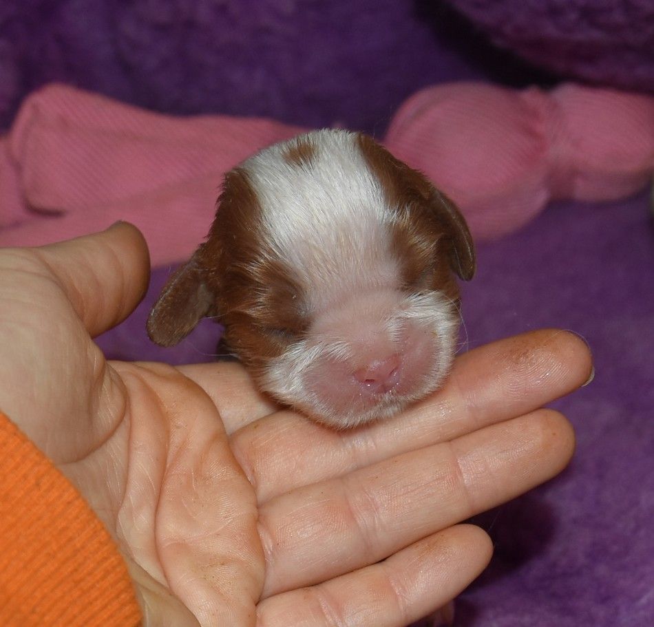 de la maison du ryez - Chiot disponible  - Cavalier King Charles Spaniel