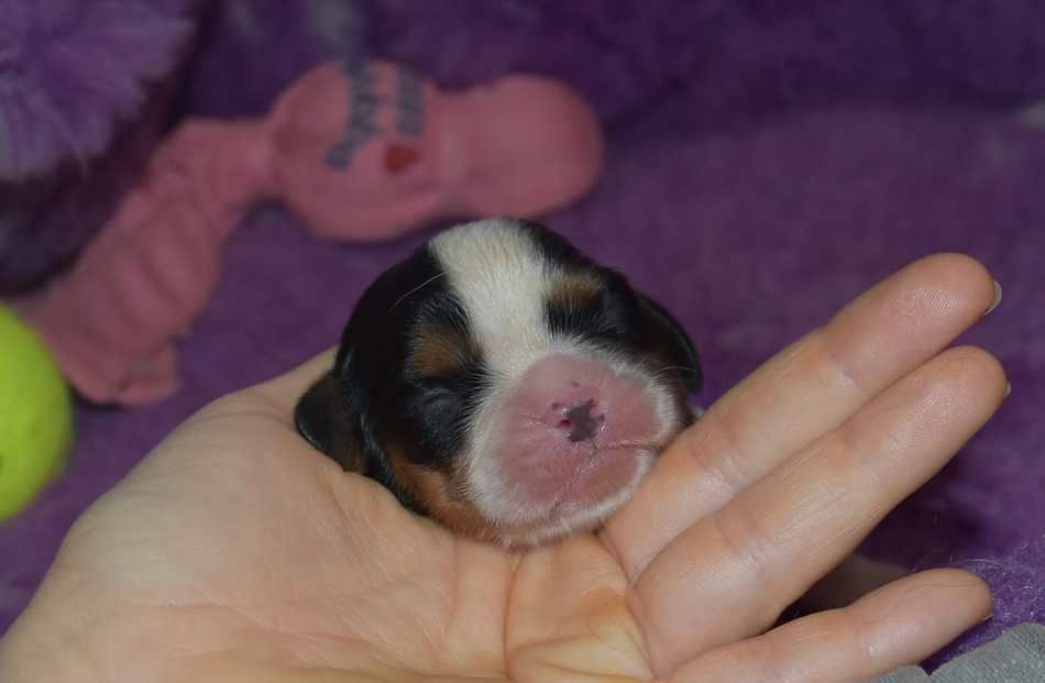 de la maison du ryez - Chiot disponible  - Cavalier King Charles Spaniel