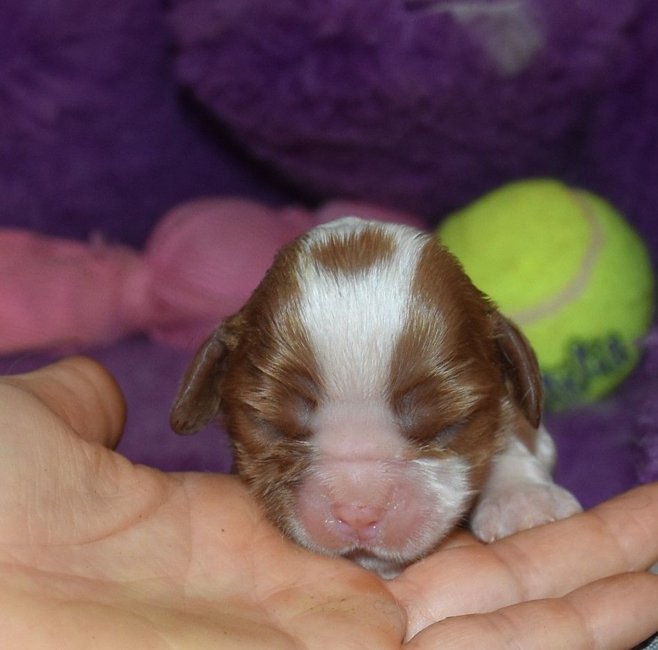 de la maison du ryez - Chiot disponible  - Cavalier King Charles Spaniel