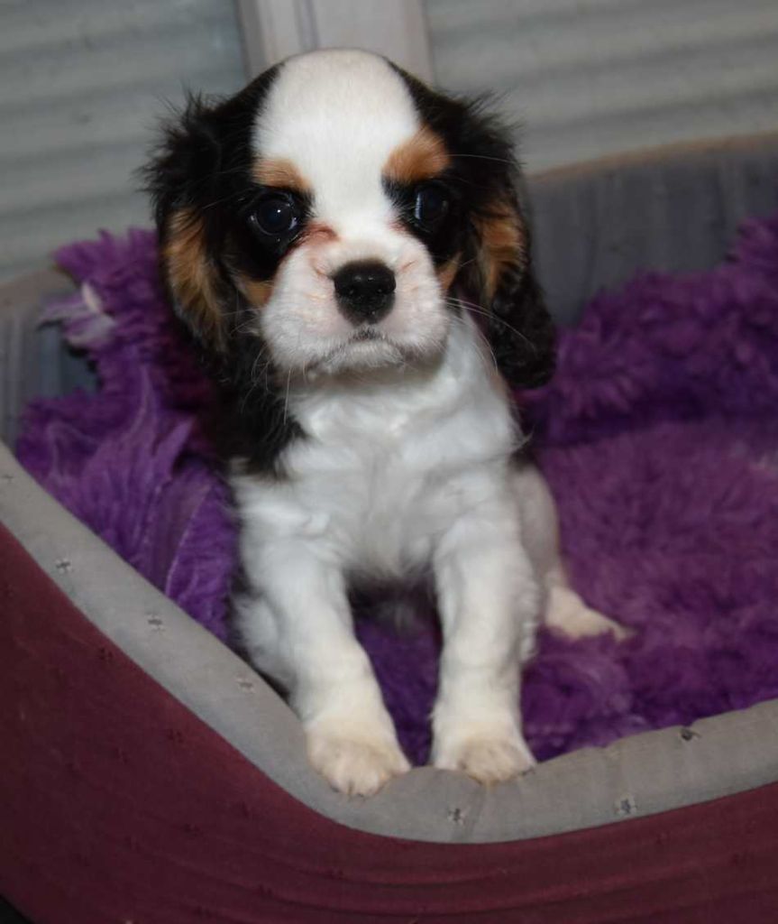 de la maison du ryez - Chiot disponible  - Cavalier King Charles Spaniel