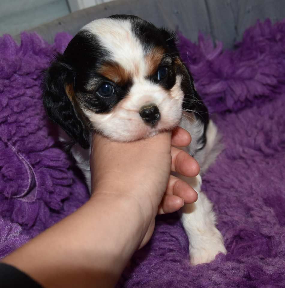 de la maison du ryez - Chiot disponible  - Cavalier King Charles Spaniel