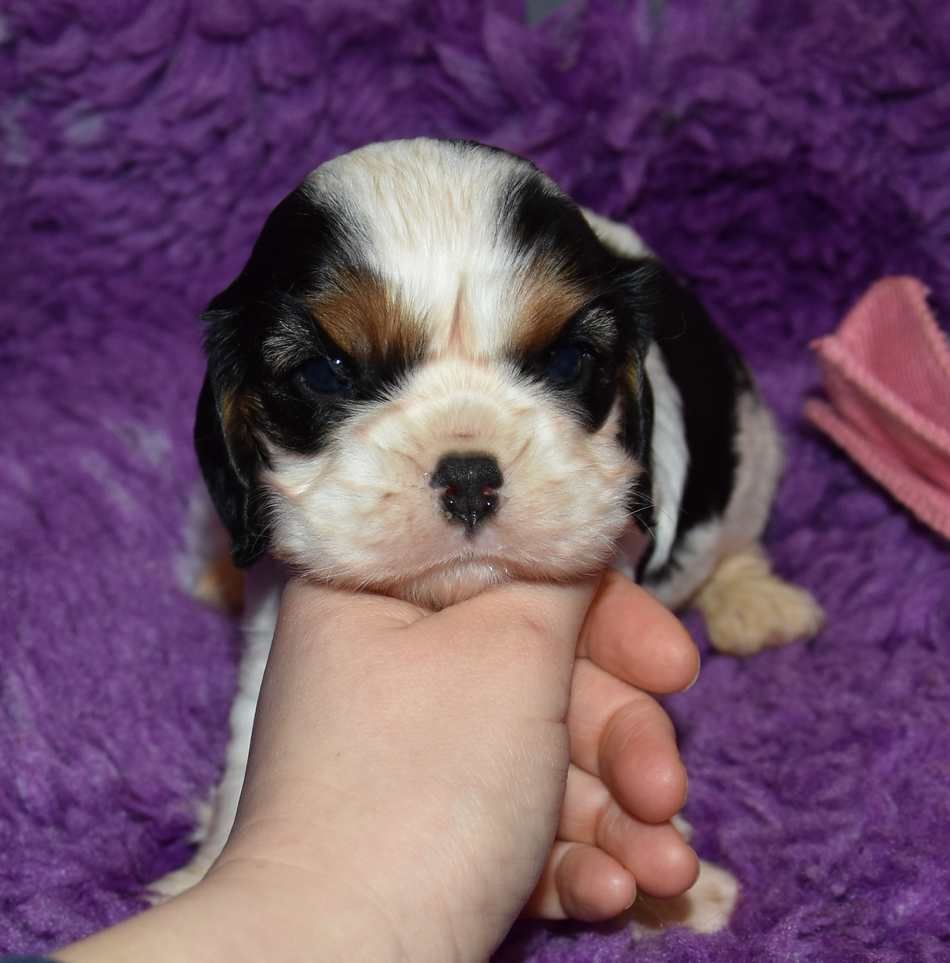 de la maison du ryez - Chiot disponible  - Cavalier King Charles Spaniel