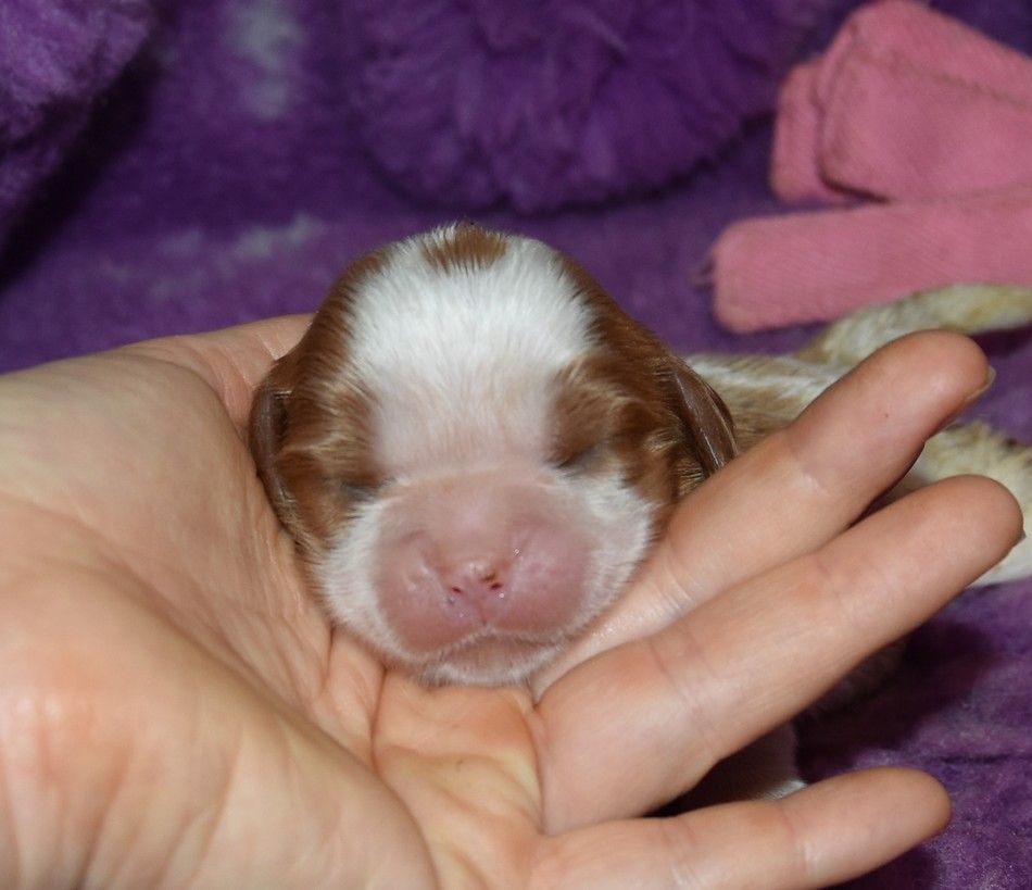 de la maison du ryez - Chiot disponible  - Cavalier King Charles Spaniel