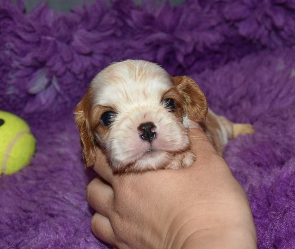 de la maison du ryez - Chiot disponible  - Cavalier King Charles Spaniel