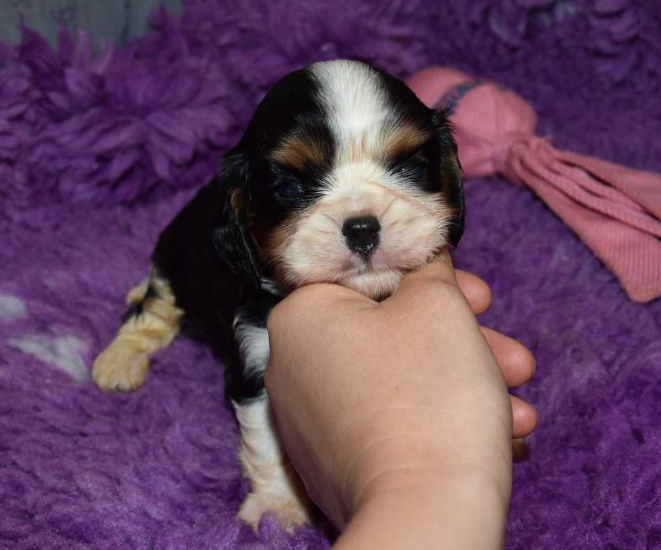 de la maison du ryez - Chiot disponible  - Cavalier King Charles Spaniel