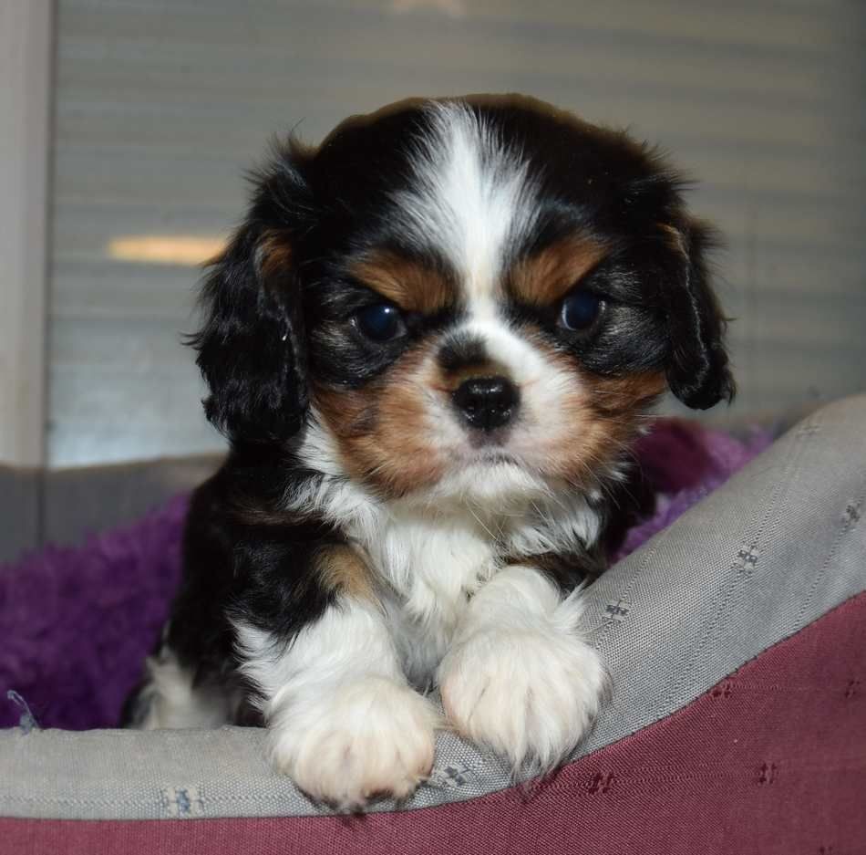 de la maison du ryez - Chiot disponible  - Cavalier King Charles Spaniel