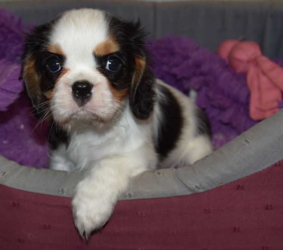 de la maison du ryez - Chiot disponible  - Cavalier King Charles Spaniel