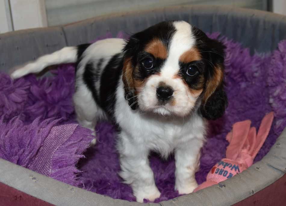 de la maison du ryez - Chiot disponible  - Cavalier King Charles Spaniel