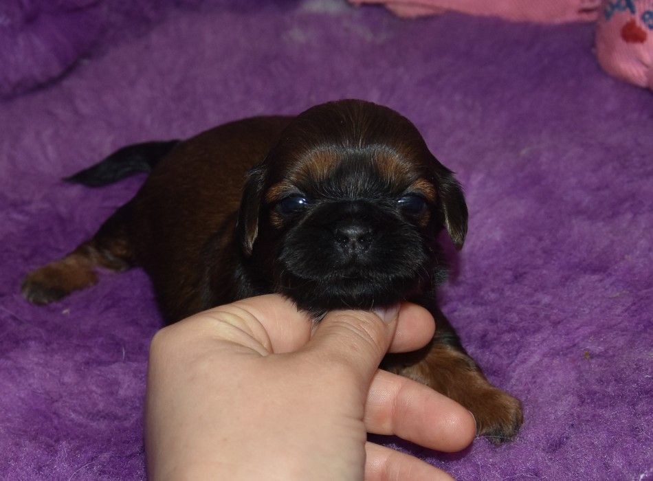 de la maison du ryez - Chiot disponible  - Shih Tzu