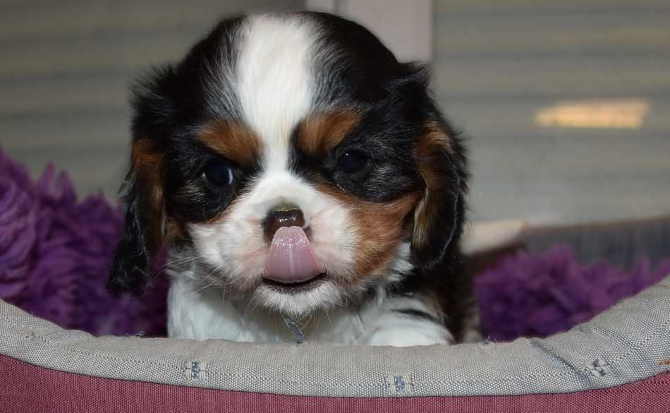 de la maison du ryez - Chiot disponible  - Cavalier King Charles Spaniel