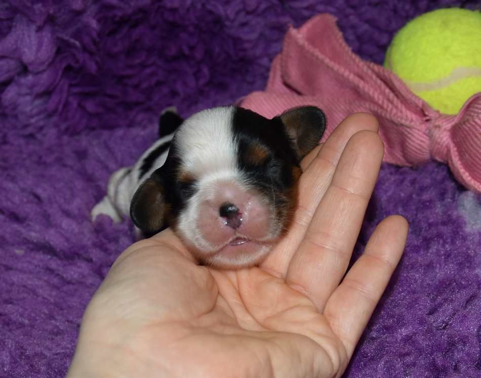 de la maison du ryez - Chiot disponible  - Cavalier King Charles Spaniel