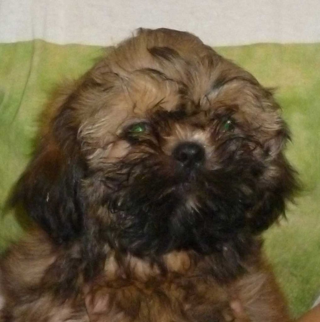 de la maison du ryez - Chiot disponible  - Shih Tzu