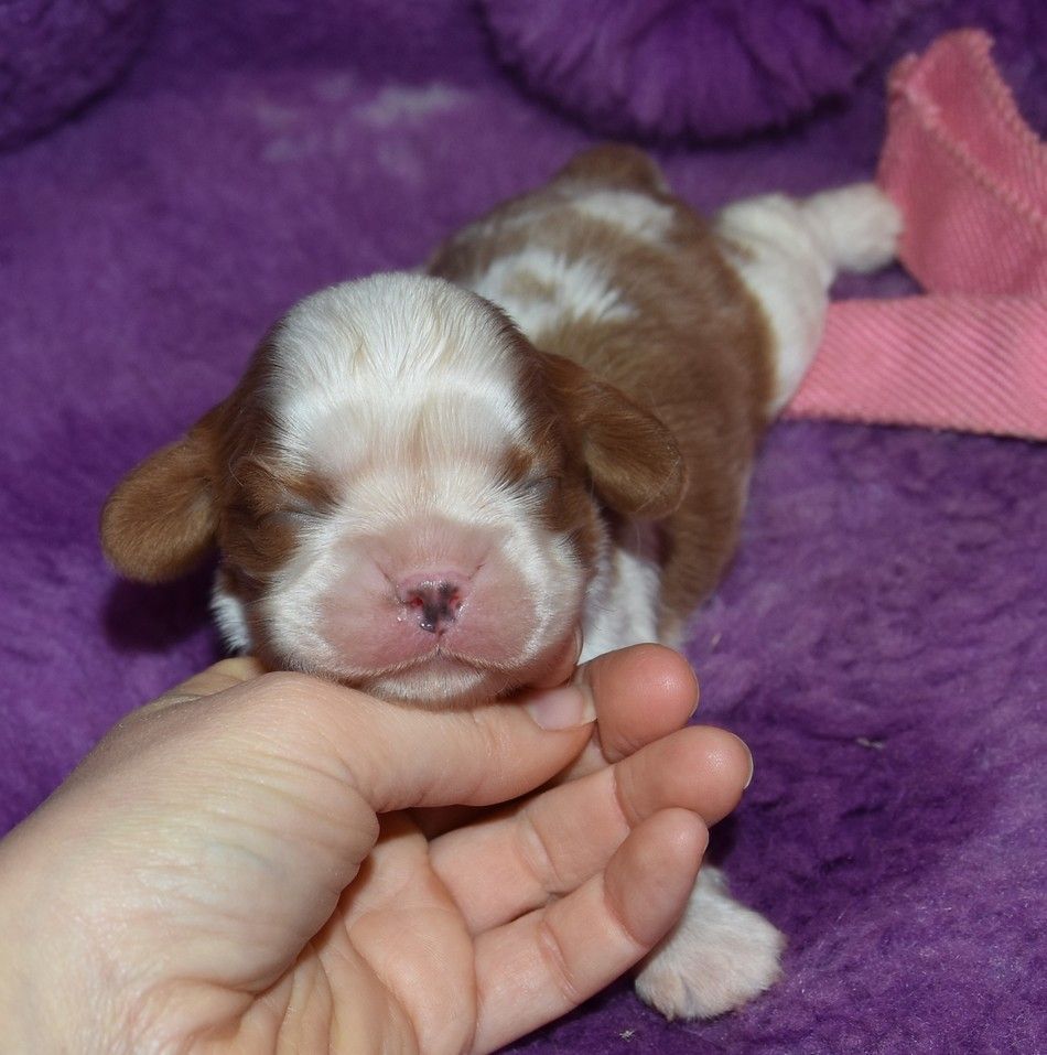 de la maison du ryez - Chiot disponible  - Cavalier King Charles Spaniel