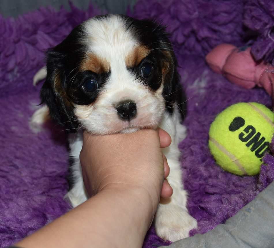 de la maison du ryez - Chiot disponible  - Cavalier King Charles Spaniel