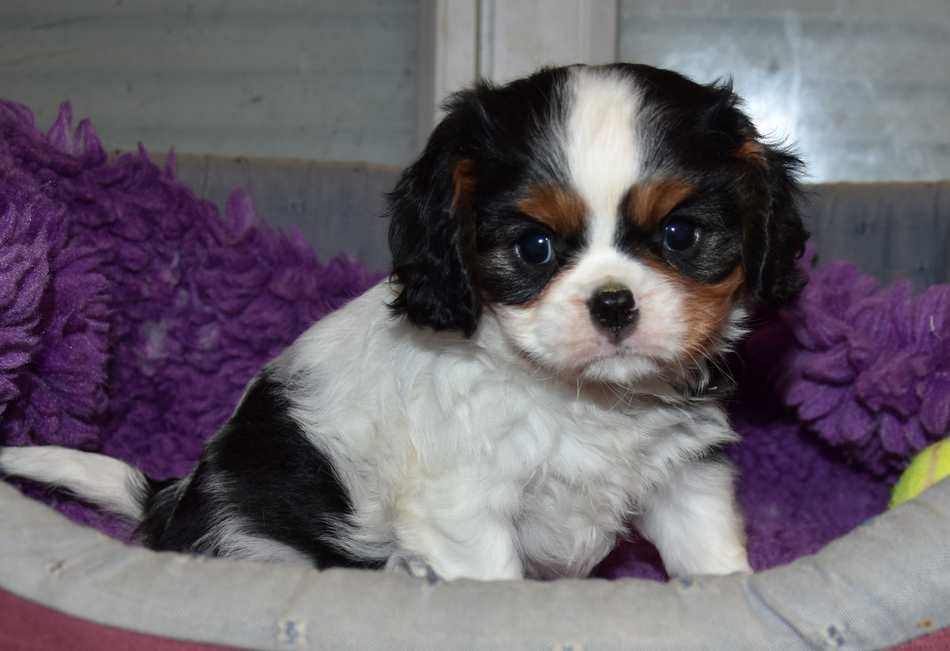 de la maison du ryez - Chiot disponible  - Cavalier King Charles Spaniel