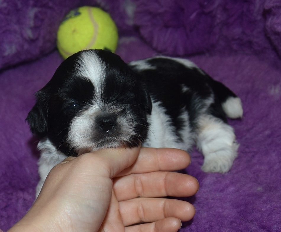 de la maison du ryez - Chiot disponible  - Shih Tzu