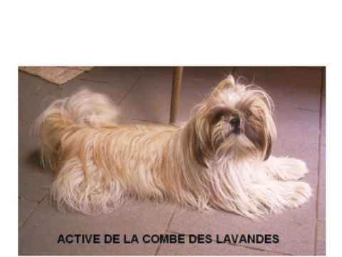 Active de la Combe des Lavandes