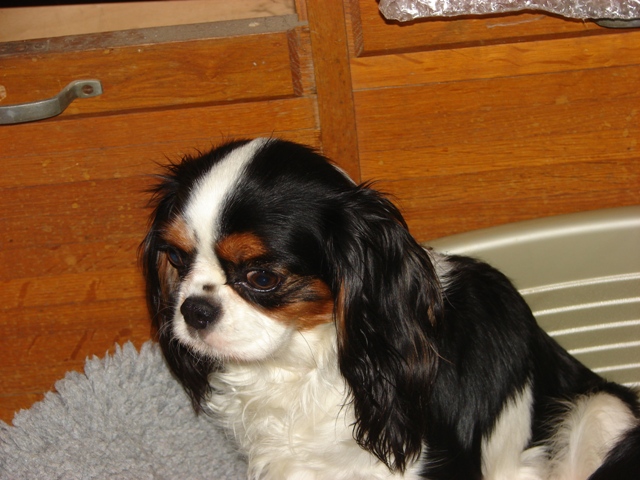 Ambre de la maison du ryez