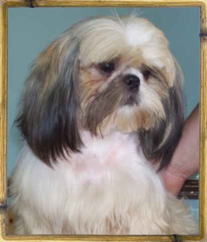 Chipie de la maison du ryez
