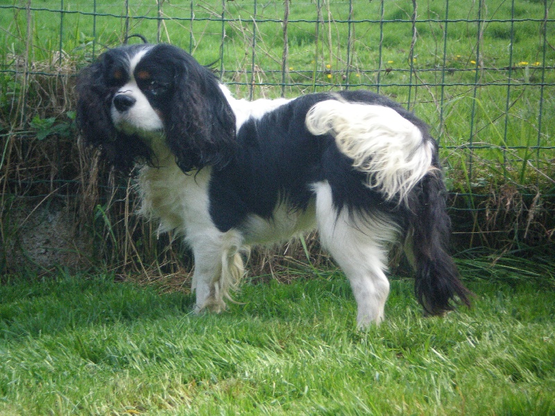 Bandit de la maison du ryez