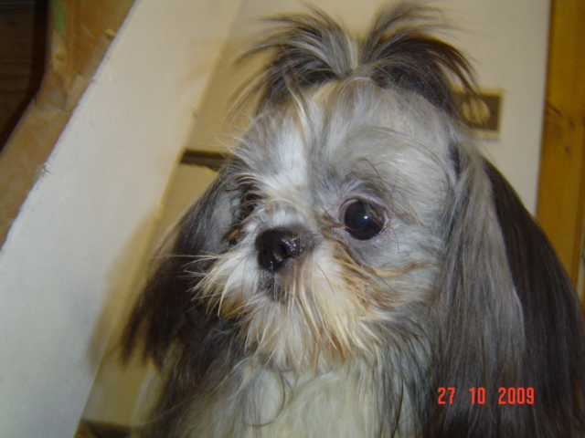 Diva de la maison du ryez