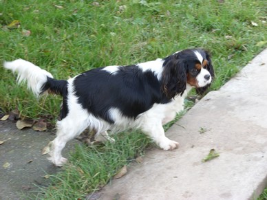 C comete de la maison du ryez