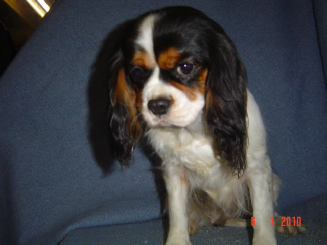 Cassiopee de la maison du ryez