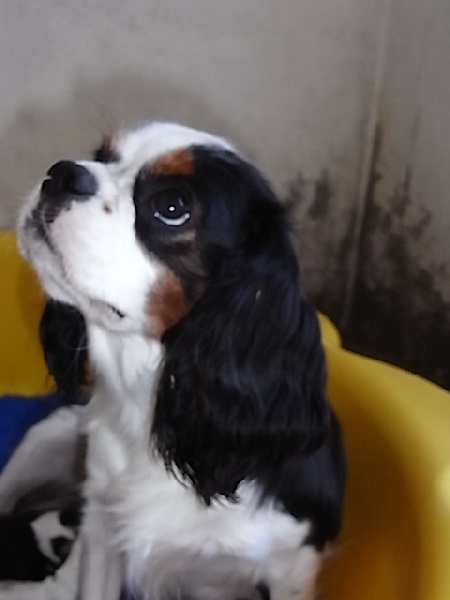 Etoile de la maison du ryez