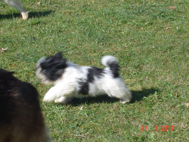 Falbala de la maison du ryez