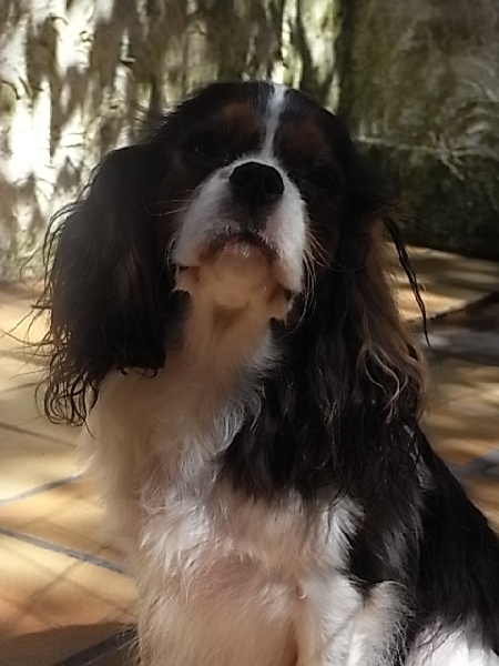 Eloise de la maison du ryez