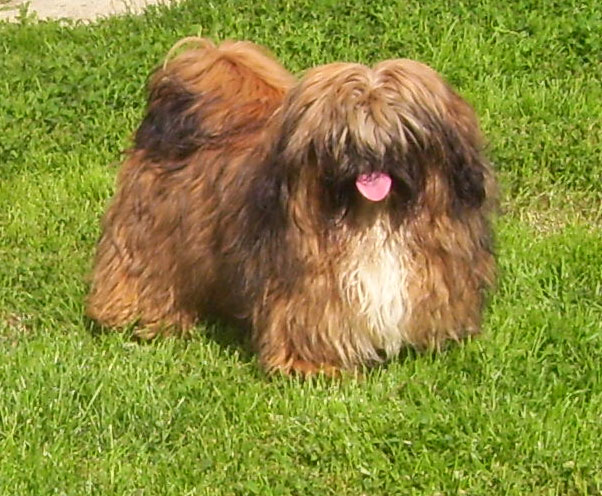 Frelon des hauts de sianne
