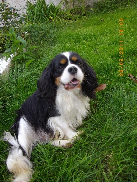 Dyonisos de la maison du ryez