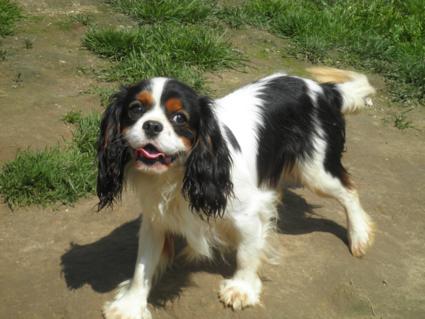 Ginfizz de la maison du ryez