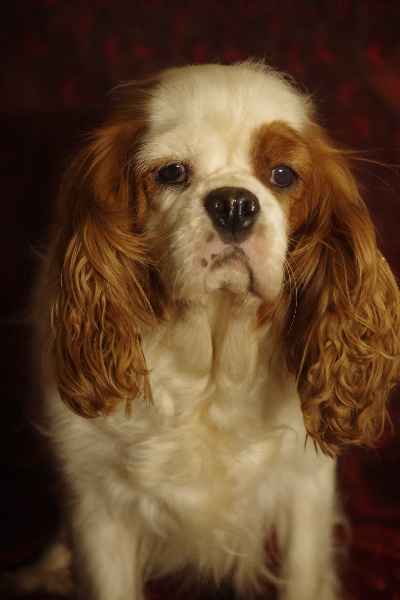 Elizabeth de la maison du ryez