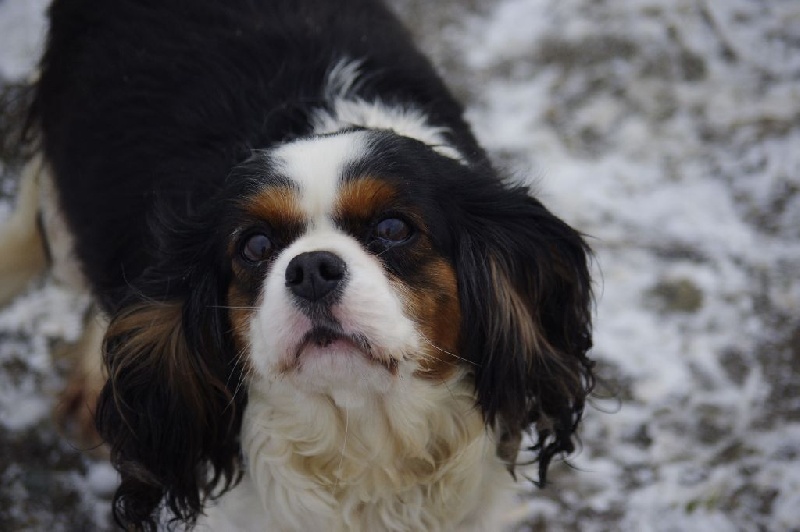 Eglantine de la maison du ryez