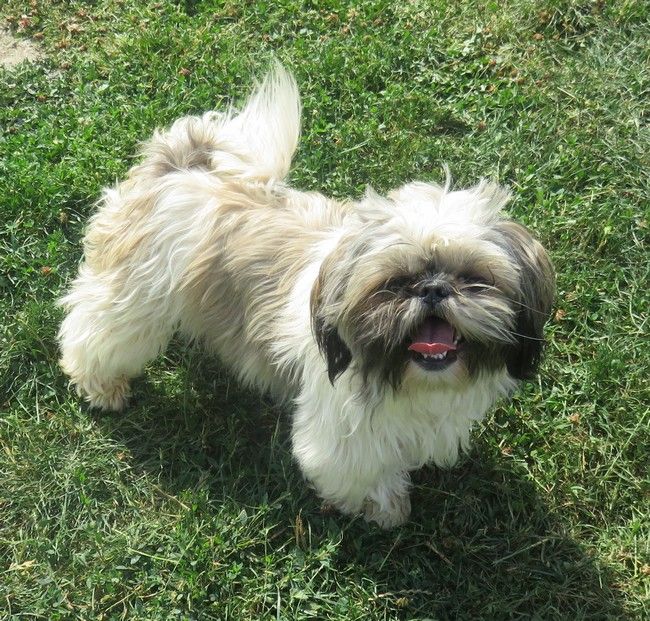 Mirabelle de la maison du ryez