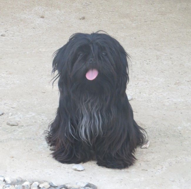 Merlin de la maison du ryez