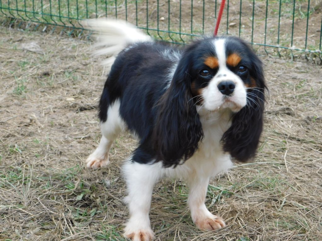 Napoleon de la maison du ryez