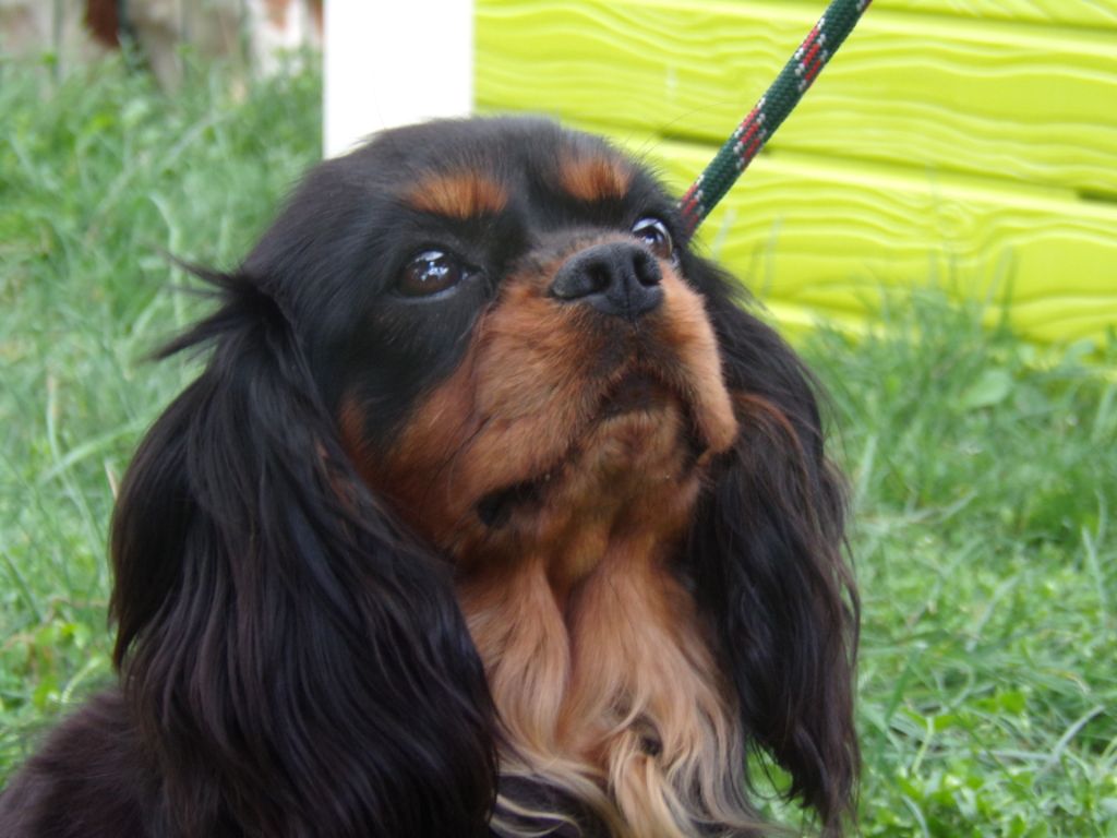 Nimué de la maison du ryez