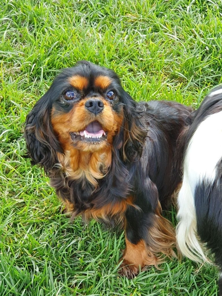 Mona lisa de la maison du ryez