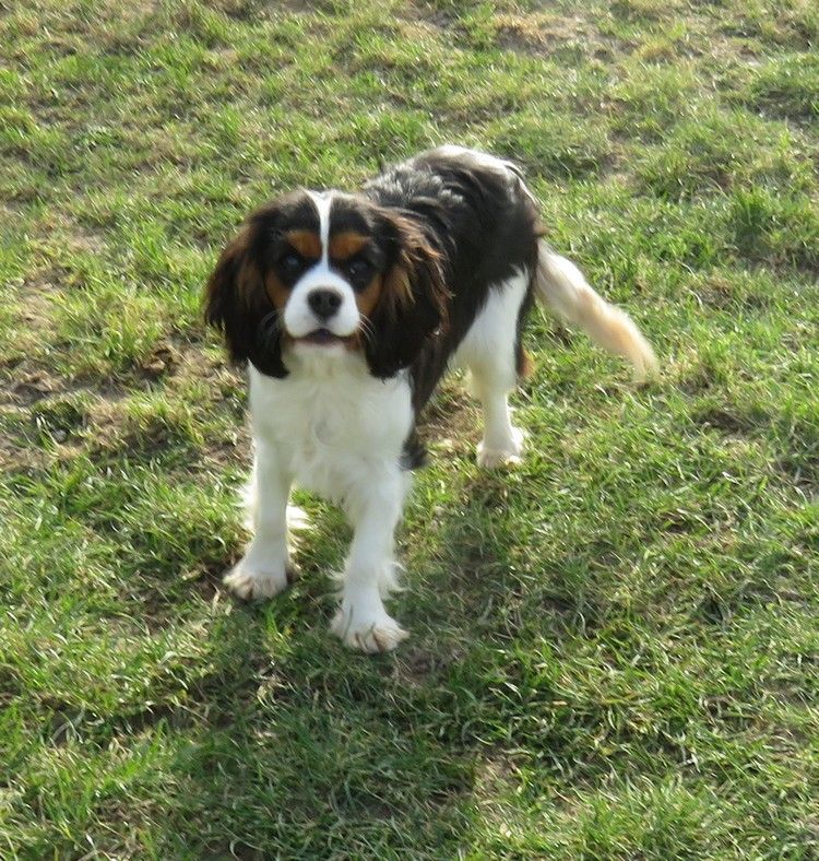 Reine de la maison du ryez