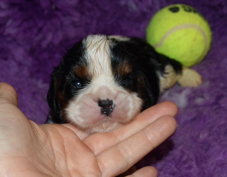 de la maison du ryez - Chiots disponibles - Cavalier King Charles Spaniel