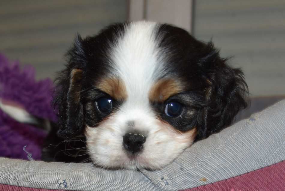 de la maison du ryez - Chiots disponibles - Cavalier King Charles Spaniel