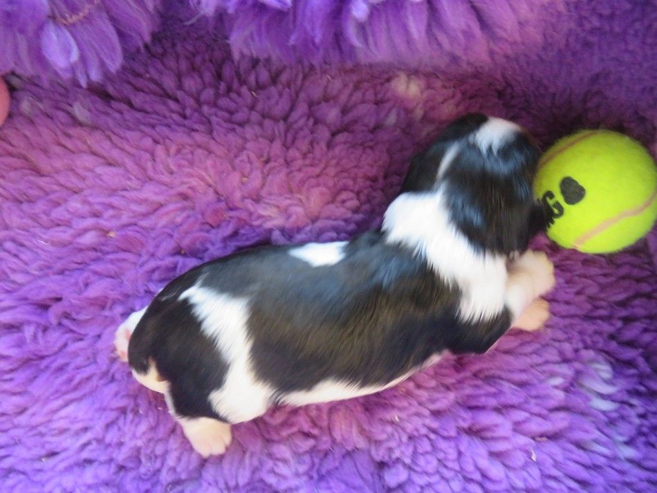 de la maison du ryez - Chiots disponibles - Cavalier King Charles Spaniel