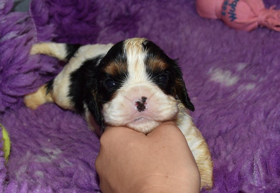 de la maison du ryez - Chiots disponibles - Cavalier King Charles Spaniel
