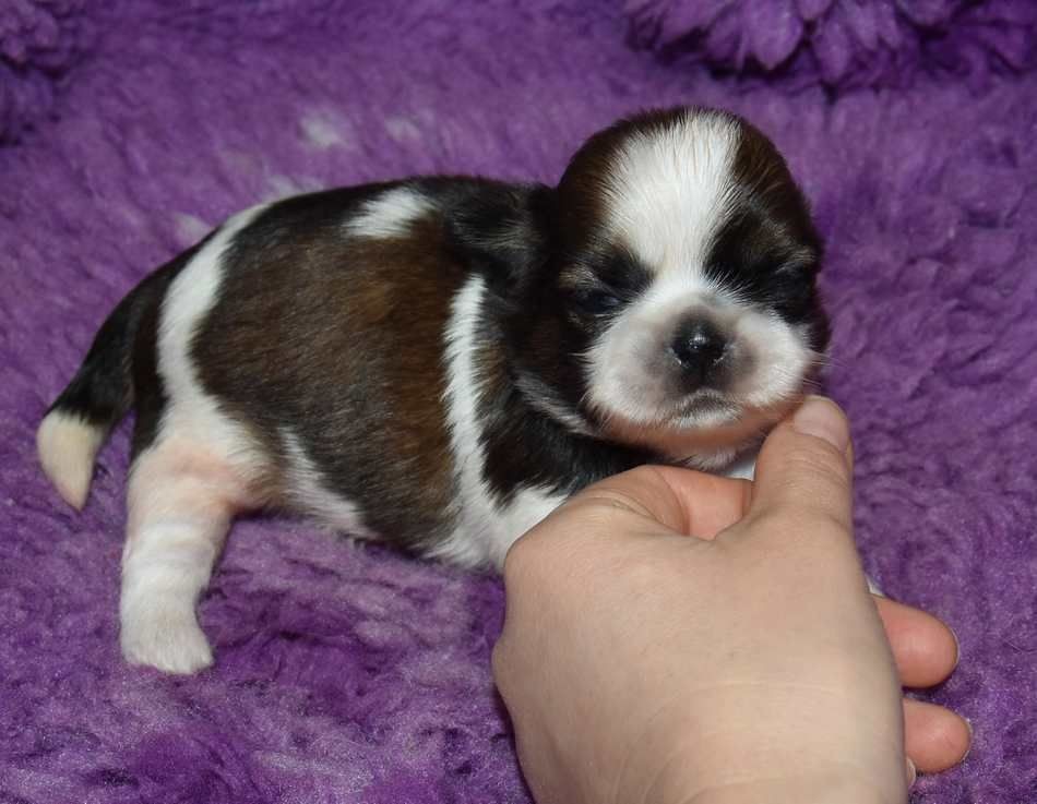 de la maison du ryez - Chiots disponibles - Shih Tzu