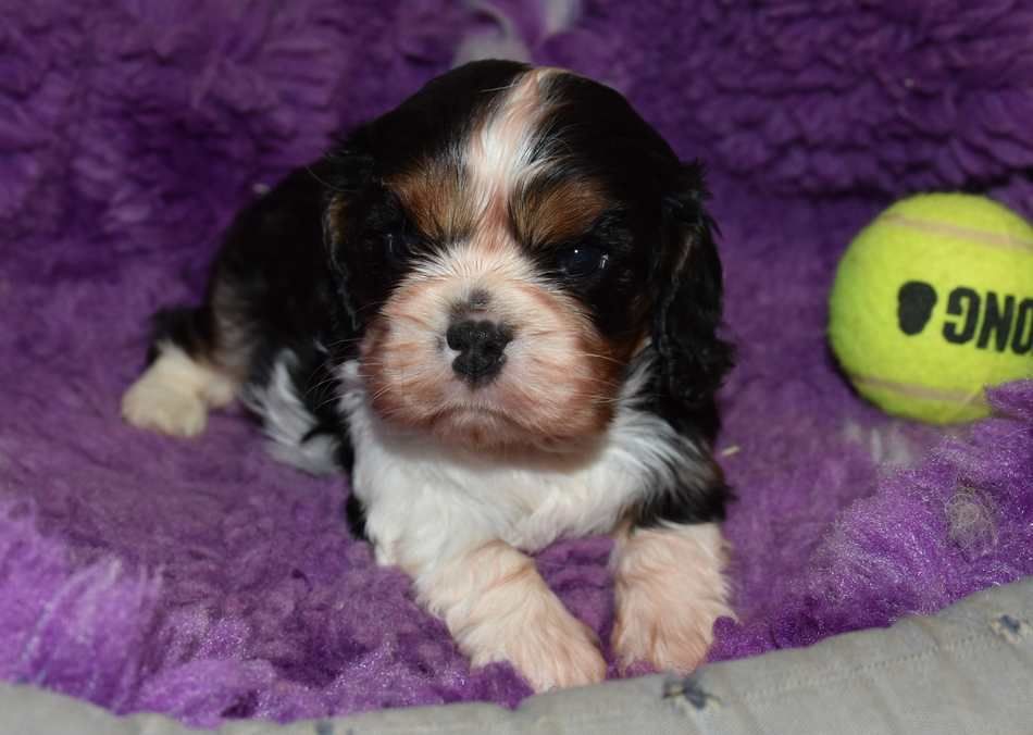 de la maison du ryez - Chiots disponibles - Cavalier King Charles Spaniel