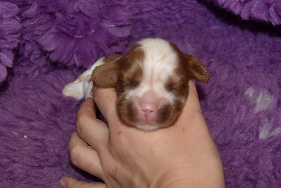de la maison du ryez - Chiots disponibles - Cavalier King Charles Spaniel